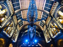 海外の人気博物館TOP27！旅行者が行っている世界の博物館ランキング