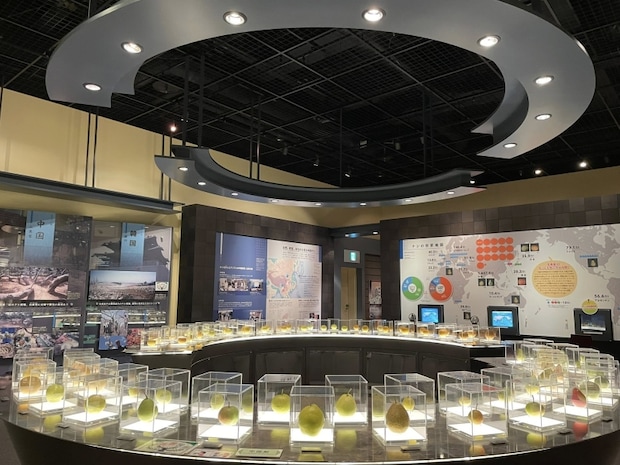 鳥取二十世紀梨記念館なしっこ館の見どころ&おすすめポイント!