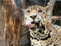 マジで楽しすぎ！那須どうぶつ王国に注目！【栃木】