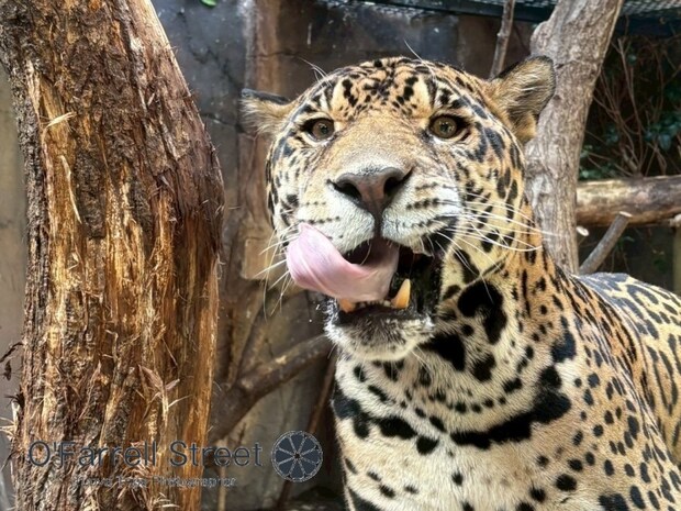 マジで楽しすぎ!那須どうぶつ王国に注目!【栃木】