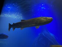 【北海道】斬新な展示が人気！北の大地の水族館の見どころ！