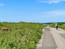 【北海道】サロマ湖・ワッカ原生花園で絶景サイクリング！