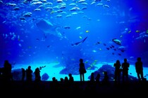 シャイな人にこそ水族館デートがおすすめ!カップルで訪れる水族館楽しみ方とは
