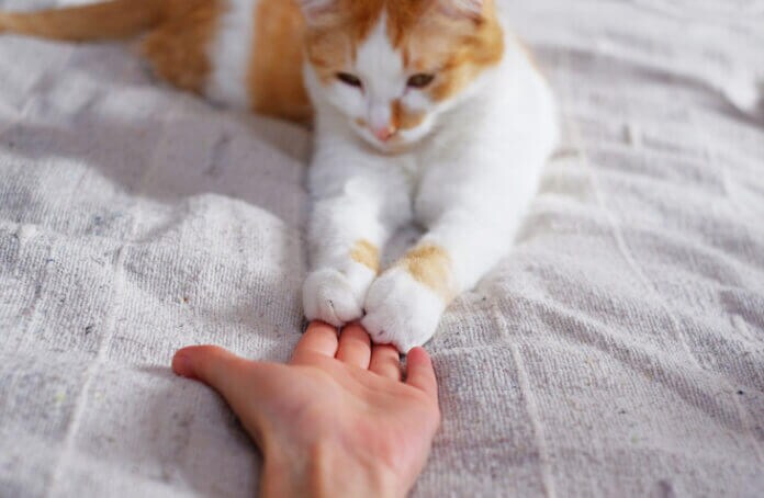 優しそうに見えて危険?猫かぶり男子の見抜き方