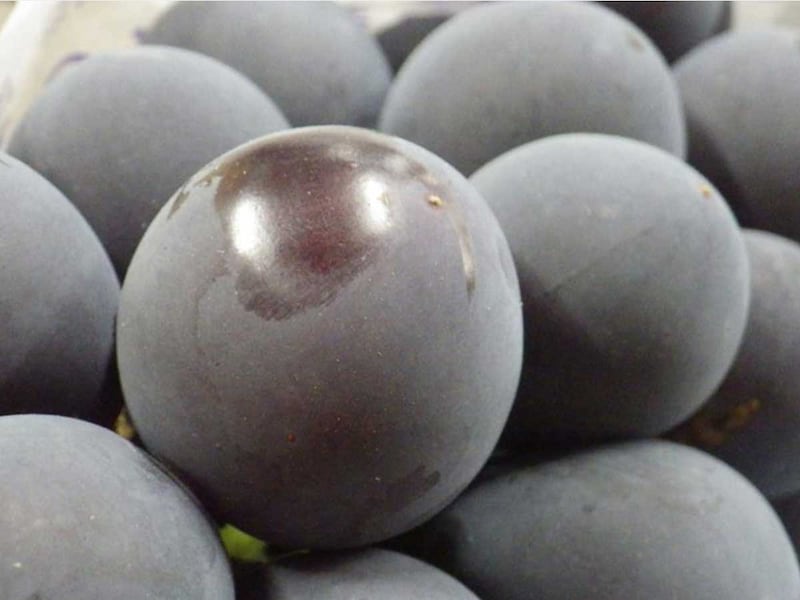 ぶどうの皮についた白い粉は落とさないで！ [syokuraku]