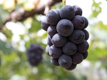 くだもの王国おかやまの「ぶどう」が出荷最盛期！ おいしさの秘密とベストな保存方法とは