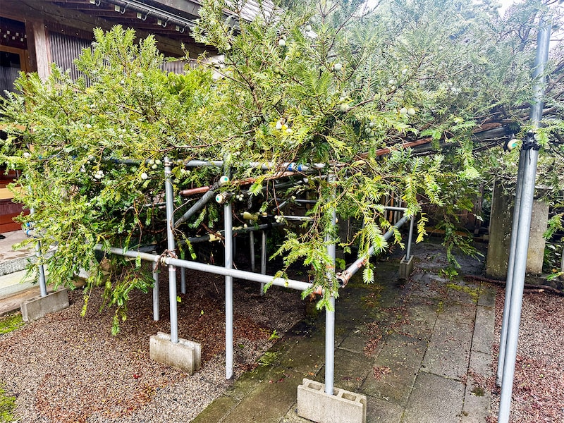 親鸞聖人が植樹したと言われる、樹齢800年余の老木「ツナギガヤ」。国の天然記念物にも指定されている