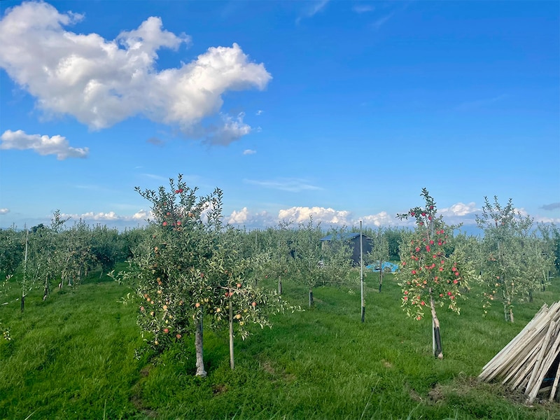 近郊のりんご畑は見ているだけで癒されます