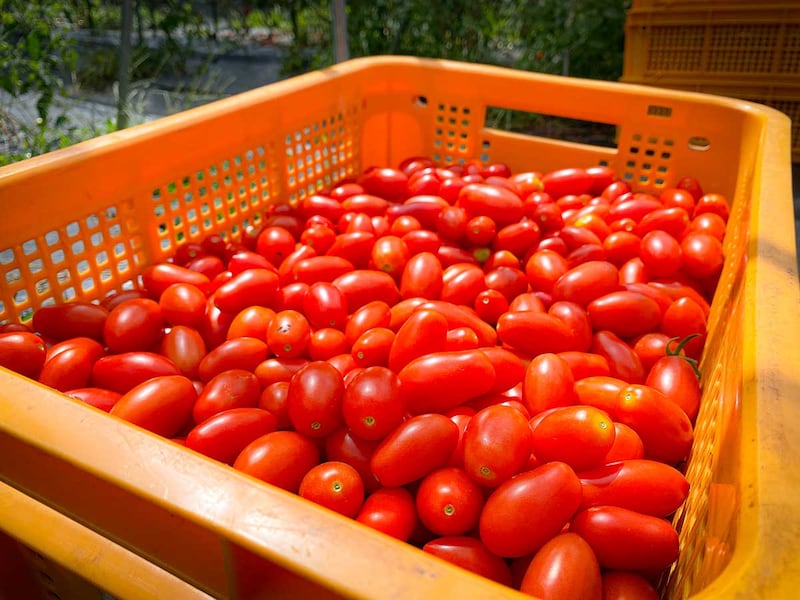 アイコ（トマト）