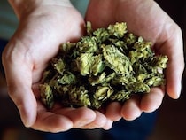 美味しいビールに欠かせない！ 「国産ホップ」の魅力を、ホップ農家に聞いてきた