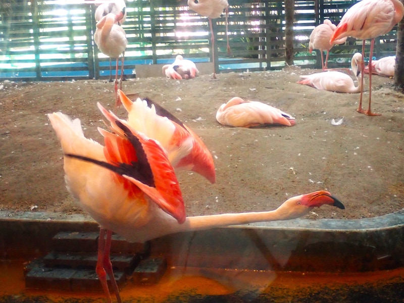 フラミンゴがガラスを隔てたすぐ向こうに来てくれると、やたら嬉しい。こんな形してるのか！　と間近で見られる機会も、そうそうないので
