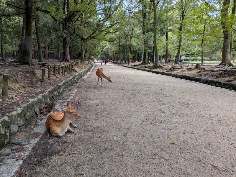 春日大社の参道。進んでいくとあちこちに鹿がいます