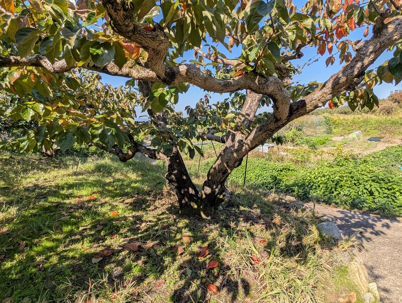 刀根早生柿の原木