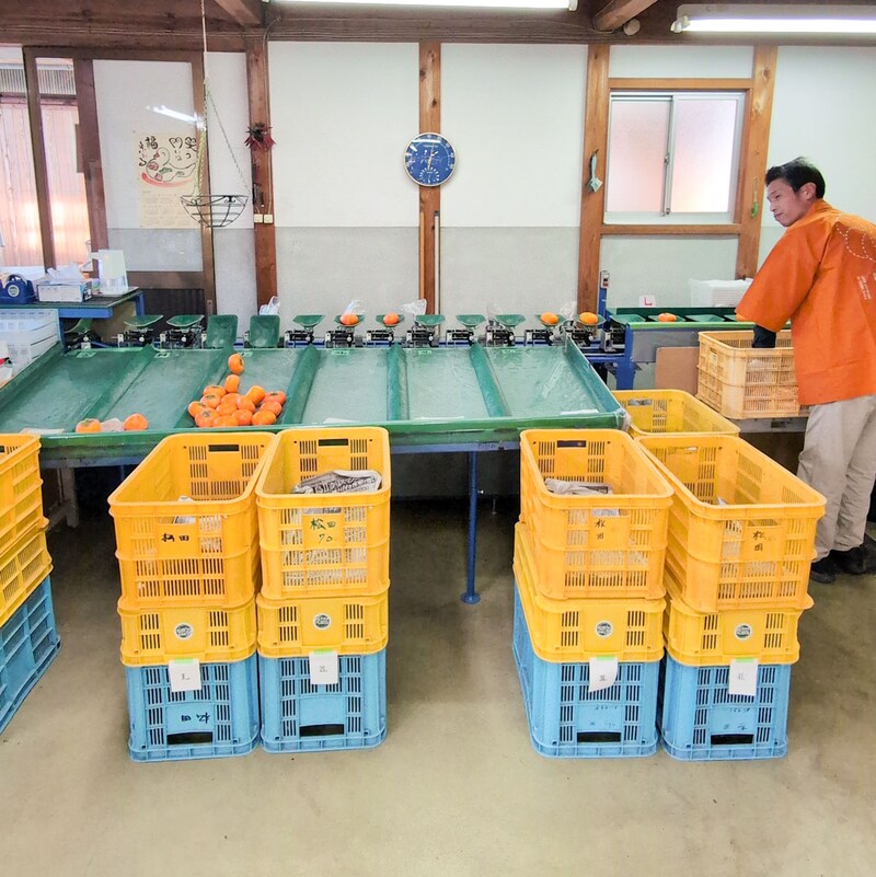 収穫から選定まですべて手作業