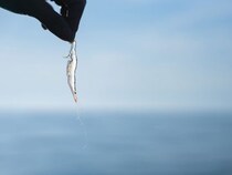 「寿司といえば富山」は、なりえるのか！ 富山県が挑む意欲的な地域ブランディングとは