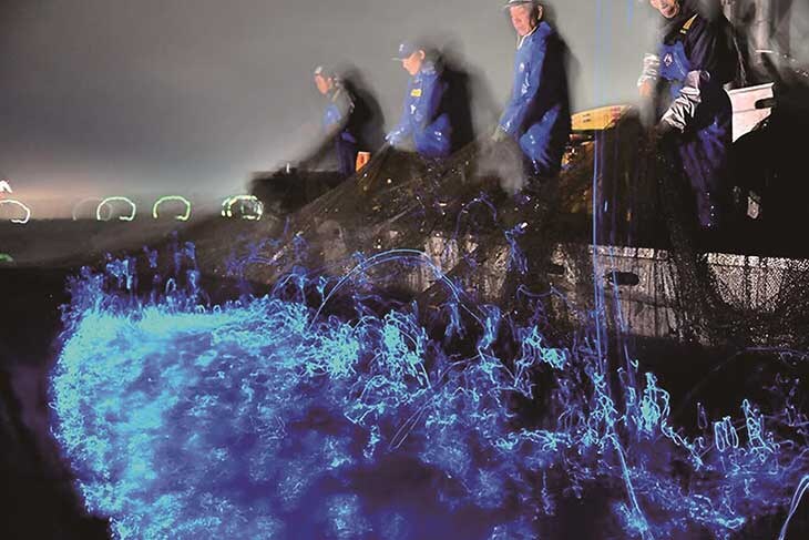 定置網漁の際に発光するホタルイカ