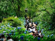 一面ブルーの絶景！ 鎌倉のあじさい寺「明月院」と、昭和レトロな『喫茶吉野』で古都を楽しむ【鎌倉日帰り旅】
