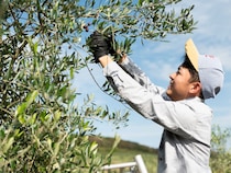 【感動のお取り寄せ】リピート必至。大分「国東クリーブガーデン」の至極のオリーブオイル