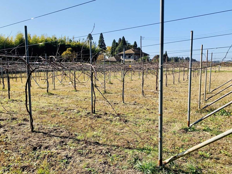 2025年の収穫を無事に終えたぶどう畑 
