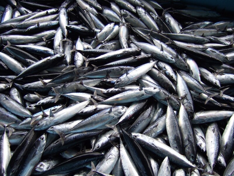 水揚げされたばかりの寒メジカ（ソウダガツオ）