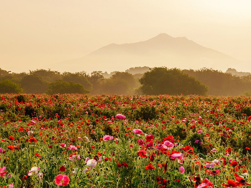 「ロリータの聖地」としてだけでなく豊かな自然が広がる下妻