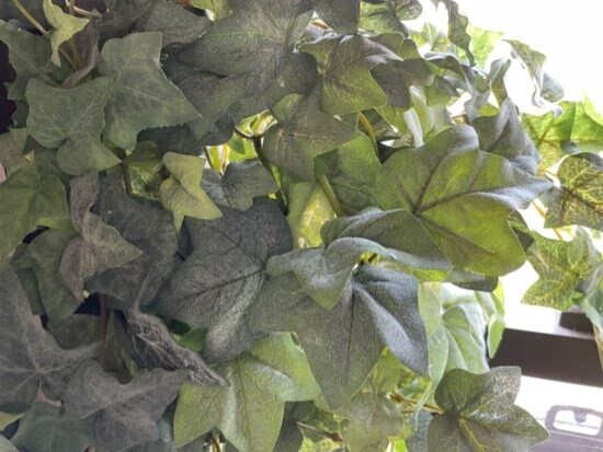 20250924フェイクグリーン警察1