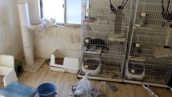 「孤独死が起こった現場の清掃」だけではない、特殊清掃業者の仕事内容とは？ペットの死体処理をすることも