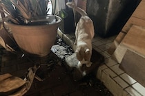 「家具はボロボロで、異臭も…」帰省すると、実家が“信じられない状態”に…家族と距離を置いた41歳男性の困惑