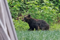 158kgのヒグマに襲われ、全身140針を縫う大けがを負った男性が語る一部始終「最初はクルマにはねられたと…」