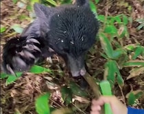 岩手県の山中で「親子のツキノワグマ」に襲われた男性の恐怖体験。対策グッズがない人が取るべき行動とは