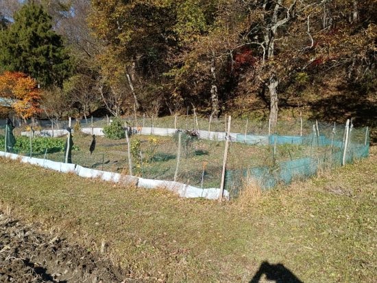 畑のすぐそばにも山がある