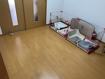 ペット不可の賃貸物件で「飼っていた痕跡を消して」特殊清掃業者が現実的にできること