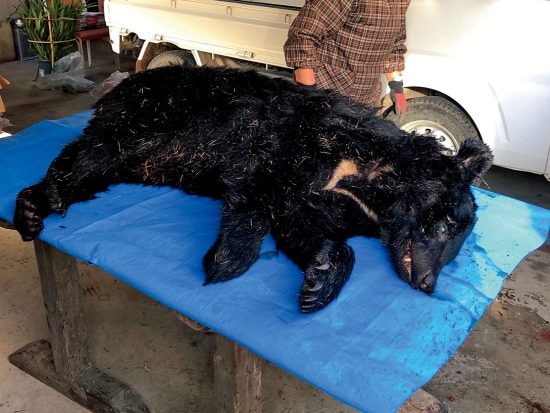 ［クマvs人間］ガチンコ撃退術