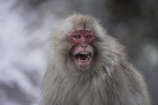 サルが温泉街で大暴れ中