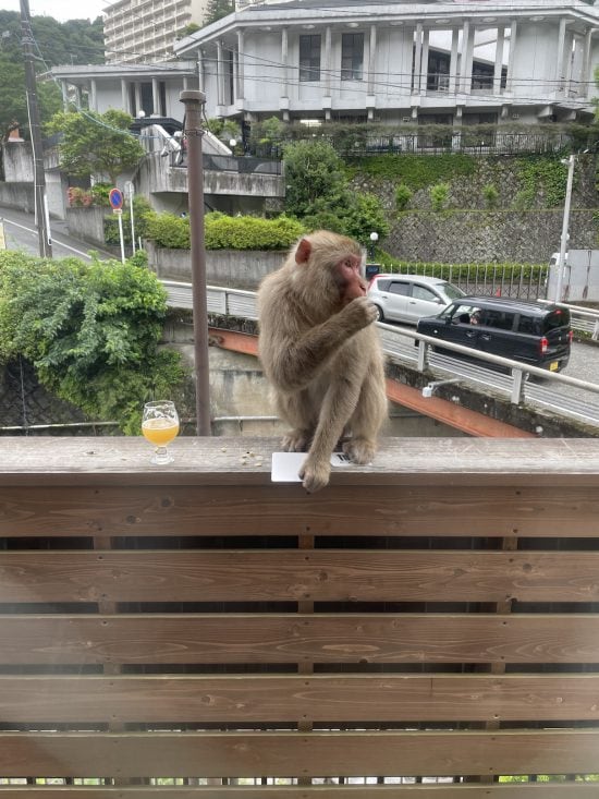 サルが温泉街で大暴れ中
