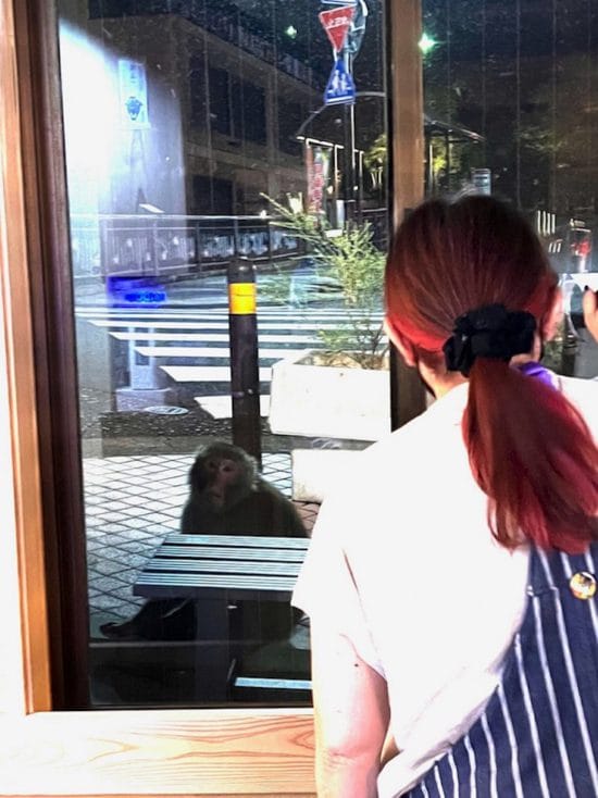 サルが温泉街で大暴れ中