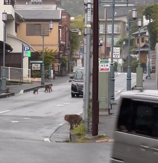 サルが温泉街で大暴れ中