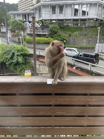 温泉地・湯河原で大暴れするサルに住民が悲鳴「ドアノブを回して家に上がり込む」露天風呂で排便された旅館は大損害