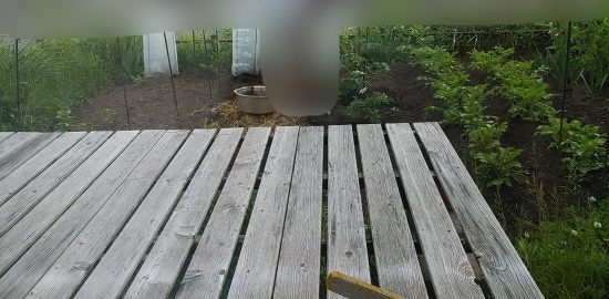 メロンが盗まれた庭