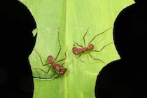 「マムシ坂」を駆け上がり「ハキリアリ」に会いに行く。研究のため自腹16万円、アリに注ぐ情熱の正体