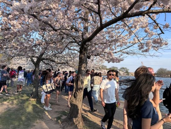日本の桜