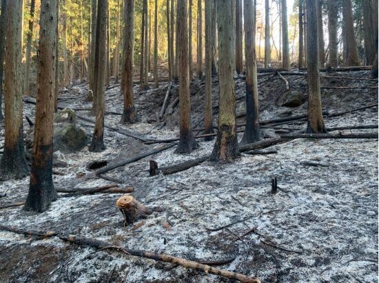 山火事