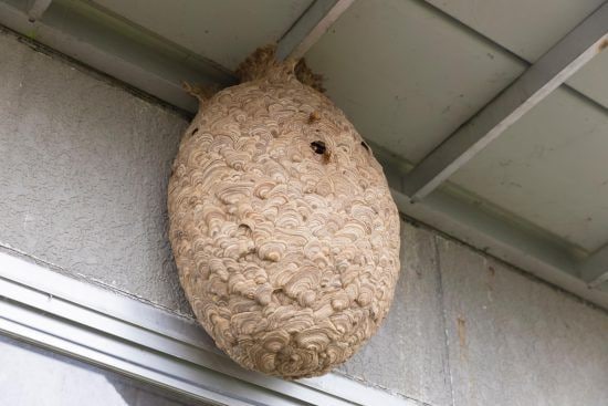 キイロスズメバチの巣
