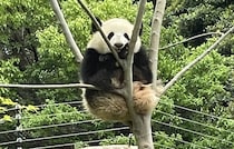 上野動物園の双子パンダ　来年1月中国返還へ　SNS「観覧制限が始まる」「行列ヤバそう」と混雑懸念…観覧チケット争奪戦の予感も