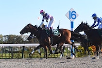 サンライズジパングが芝の有馬記念参戦決定！　ダート重賞3勝馬の挑戦に「お祭り感あっていい」「正直買いです」「なんかありがとう」