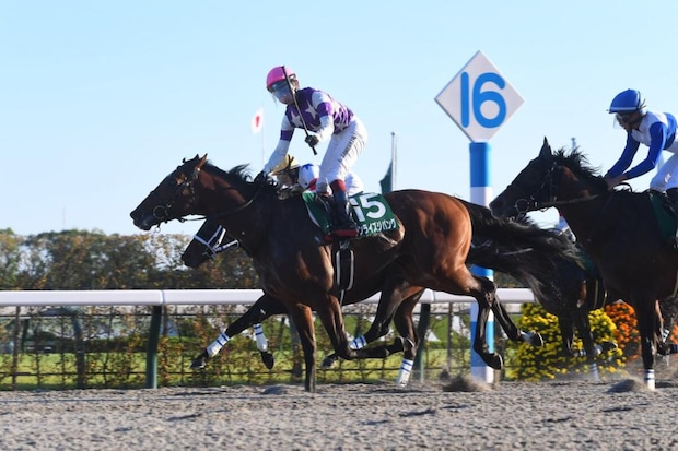 サンライズジパングが芝の有馬記念参戦決定！　ダート重賞3勝馬の挑戦に「お祭り感あっていい」「正直買いです」「なんかありがとう」