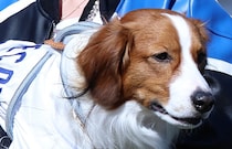 大谷翔平の愛犬デコピンから新年のごあいさつ　オフショットに「かわいすぎて笑顔」とファン興奮　ある数字の意味にネットユーザー注目