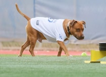 山本由伸に意外な”助っ人”！？　WBC侍ジャパン合流で愛犬カルロスの“お留守番先”はまさかの同僚？　SNS「表情が答え」「絆の深さ感じる」