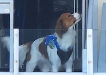 深夜の衝撃、大谷翔平の愛犬デコピンが来日していた！　東京タワーお散歩にSNS「満喫できた？」「心許している」と悶絶