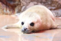 伊勢シーパラダイスでゴマフアザラシの赤ちゃん誕生　ふわふわの白い毛は2～3週間限定